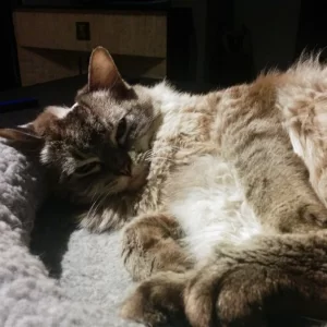 Hope - Ragdoll