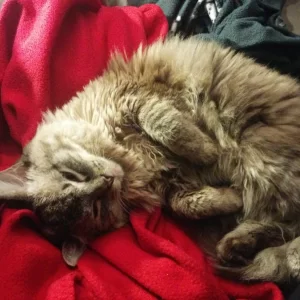 Hope - Ragdoll