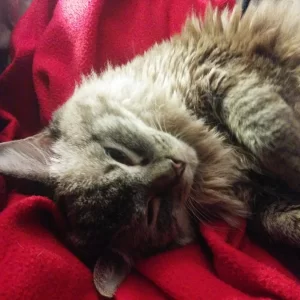 Hope - Ragdoll