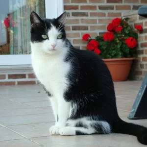Filou