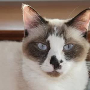 Kitty