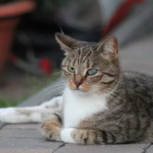 Billy