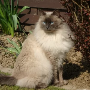 Floris