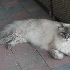 Felix