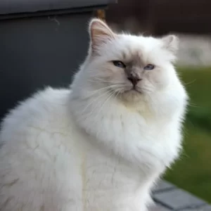 Bowie