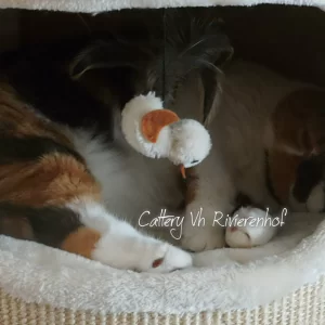 Tante Cookie op kamers.