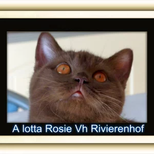 Rosie.