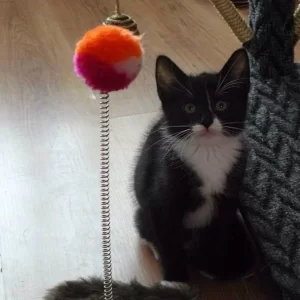 Mauï als kitten
