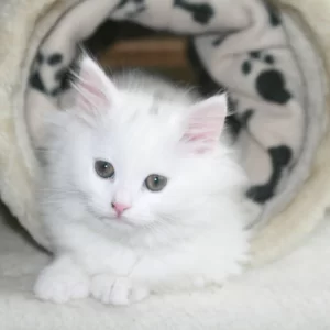 Punkie 6 weken oud.