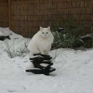 WinterCasper