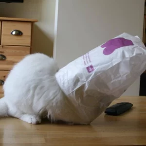 De kat in de Zak