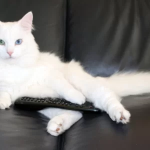 Yo, ik weet niet wat jij doet, maar ik kijk Animal Planet vandaag!