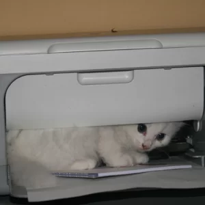 de eerste 3D printer