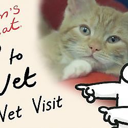 Simon's Cat in 'Off to the Vet' - Vet Visit