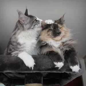 Liefdes Kusje!