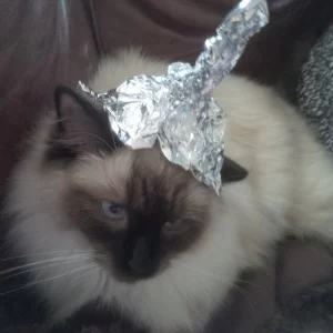 Unicorn!