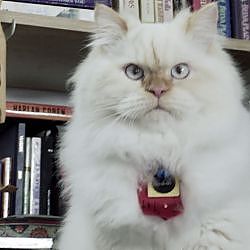 BomBADil and His No Good Ways | My Cat From Hell - YouTube