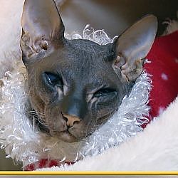 Merriest, Dryest Christmas Ever | My Cat From Hell