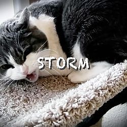 Storm's Last Chance | My Cat From Hell