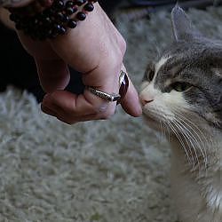 Storm the Cat's Miraculous 180 | My Cat From Hell