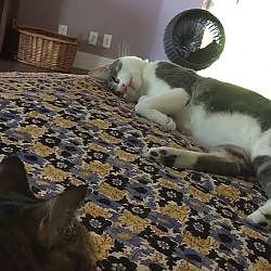 How Do You Like Meow: Meatball, Tamale, Snowman, and Sebastian