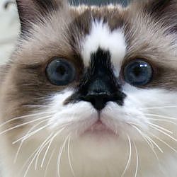 Albert Makes Great Strides with His Licking Problem