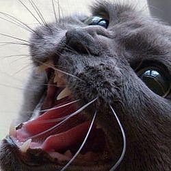 An Orange County Housewife's Angry Russian Blue