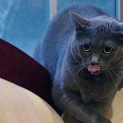 How Do You Like Meow: Shadow | My Cat From Hell