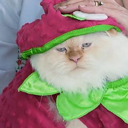 How Do You Like Meow: Bombadil