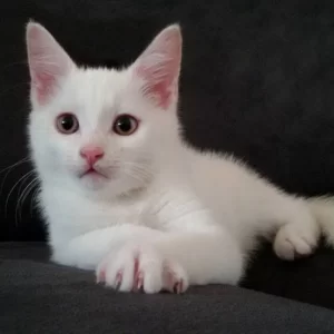 Tommie