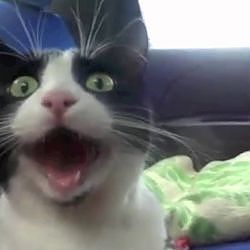 Top 25 Funniest Cat Videos!!! :D - YouTube