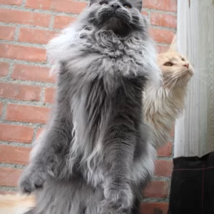 Thunder doet een stokstaartje na
