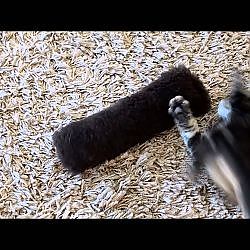 Klein Spookske vs Hyendry Toobinator Sheep - YouTube