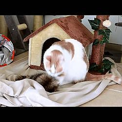 Toulouse vs Hyendry Raccoon Tail Large