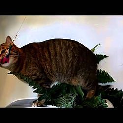 Louis vs Hyendry Retroflyer