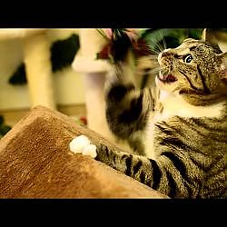 joske vs hyendry spindrift