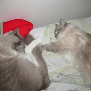 BonesSaphira