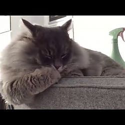 Siberische katers zijn onafscheidelijk - YouTube