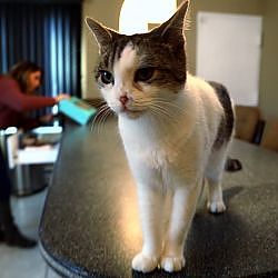 This Special Needs Cat Has A Soulmate In His Guardian