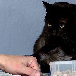 How Long Can Jackson Galaxy Stay In The Ring With This Very Angry Kitty?