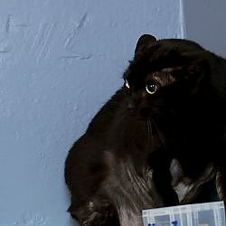 Jackson Galaxy Recounts His Hellish Experience With May The Attack Cat