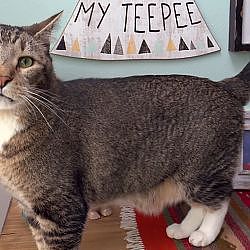 This Family's Daughter Can't Sleep In Her Own Bed, For All The Cat Pee | My Cat From Hell