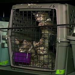 What's That Smell? Jackson Galaxy's Got 50 Kittens In The Car | My Cat From Hell