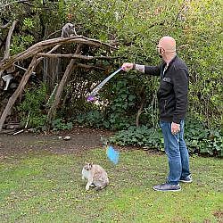 See Why Jackson Thinks These Outdoor Cats Are Better Off Indoors