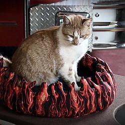 Meet Flame, the Firehouse Cat! | My Cat From Hell