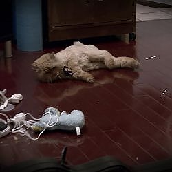 What Caused This Playful Kitty To Collapse? | My Cat From Hell