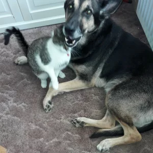 Bram de hond en Dieneke de poes