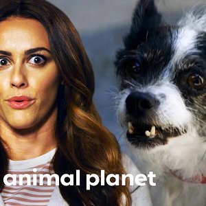 Jackson and Zoe Visit a Chaotic Home With 5 Out Of Control Pets! | Cat vs. Dog