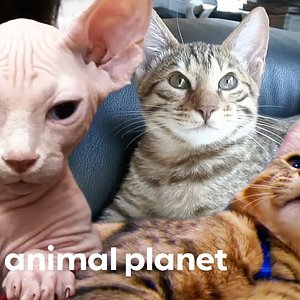 3 Insanely Cute Feline Companions | Cats 101