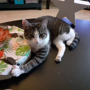 Media 'Poppy chillen op tafel' in album 'Het wel en wee van Poppy'